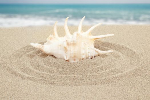 seashell in circle with sand with sea background