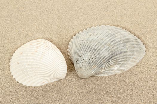 close up of two seashell in sand 