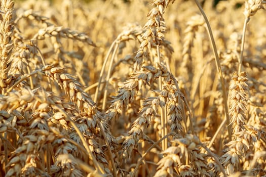detail of gold wheat field in sunny day