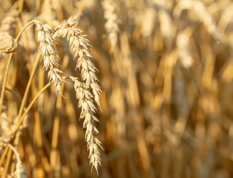 detail of gold wheat field in sunny day