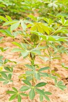 Cassava garden