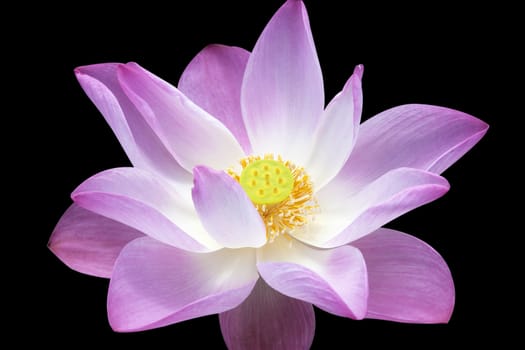 Blooming lotus flower isolated on a black background.