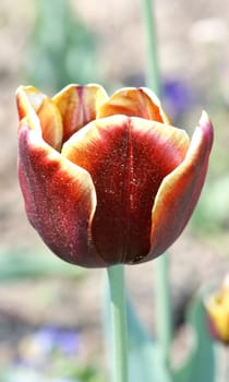 Close up of a red flowering tulip