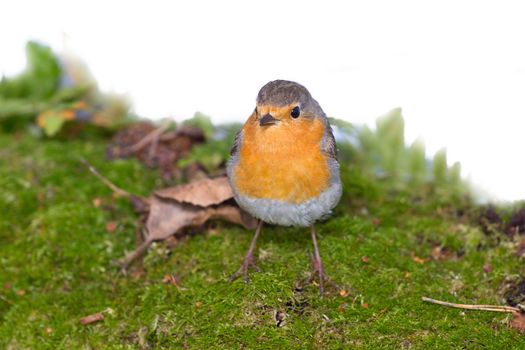 robin (Erithacus rubecola) close up, spring photo