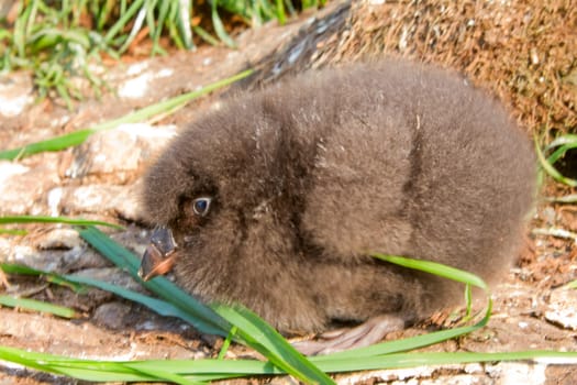 Black baby bird of  Lunda cirrhata. Commander Islands