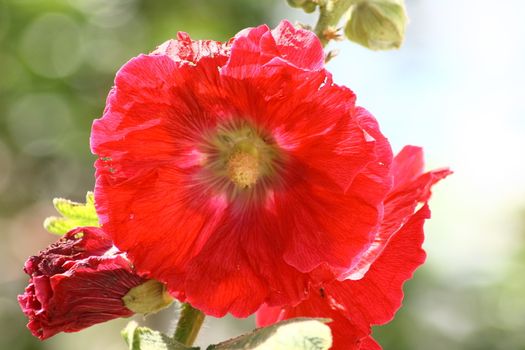 A beautiful blooming red hollyhock (Alcea rosea)
