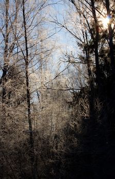 winter sunset among the wood in a hard frost