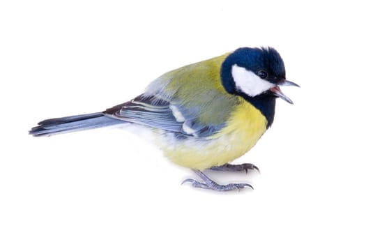 male of a titmouse on a white background
