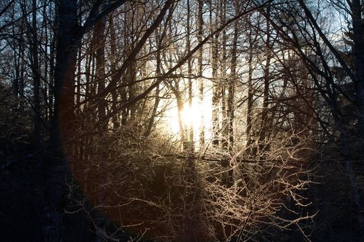 winter sunset among the wood in a hard frost