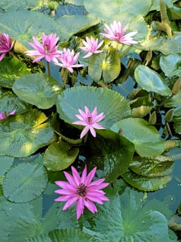 image of a lotus flower on the water