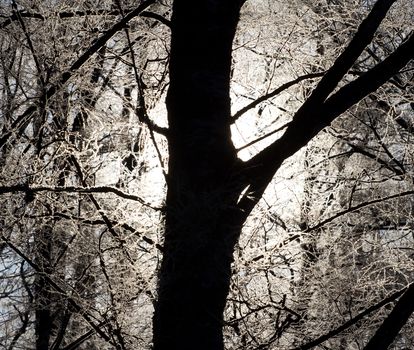 winter sunset among the wood in a hard frost