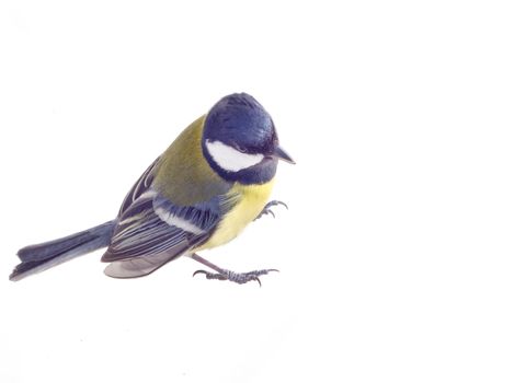 all a familiar titmouse on a white background