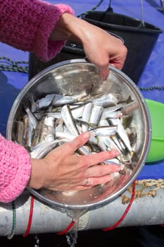 sea smelt prepared for the cook