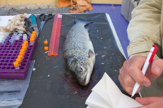 icthyological researches of a salmon on a table at the scientist