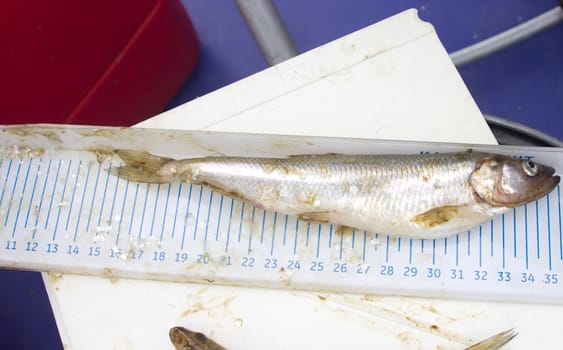 icthyological researches of sea smelt  on a table at the scientist