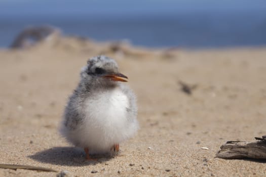baby bird of common tern on sand