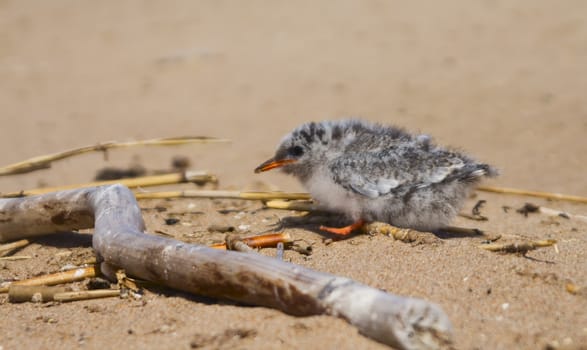 baby bird of common tern on sand