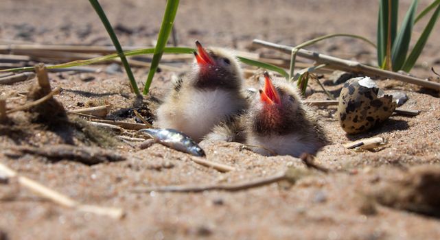 baby bird of common tern on sand