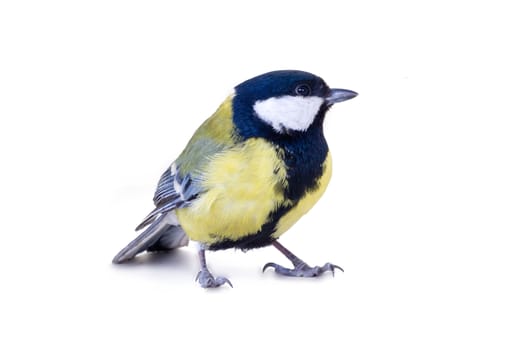 male of a titmouse on a white background