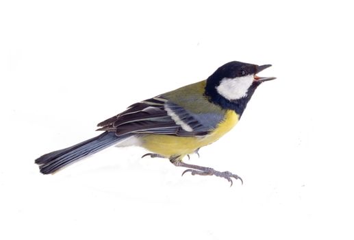 all a familiar titmouse on a white background