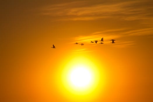Romantic picture. Flight of pack of geese against the sunset sun.