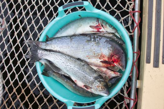 sea salmon prepared for the cook