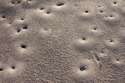 Ant hill exits on dunes. island Seskar.