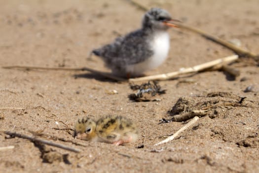 baby bird of common tern on sand