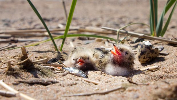 baby bird of common tern on sand