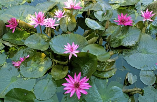 image of a lotus flower on the water