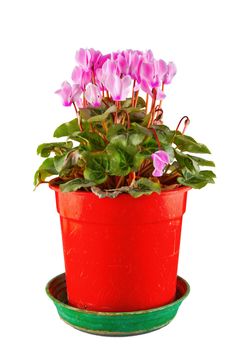 Pink Cyclamen in a vase isolated over a white background