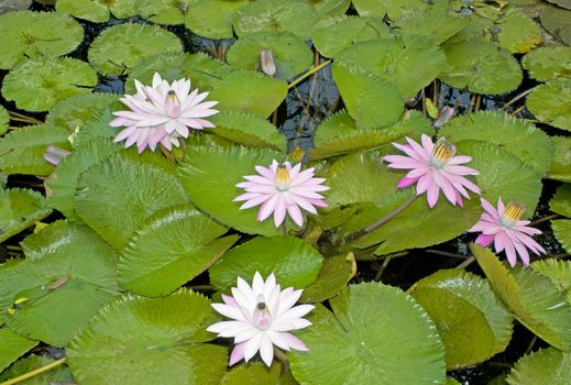 Pink waterlily with large green water leaves