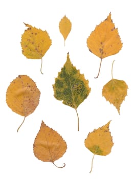 yellow birch leaves isolated over white