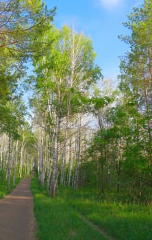 Beautiful summer landscape with footpath in birch grove