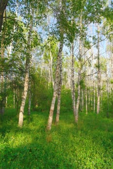 Beautiful summer landscape in birch grove