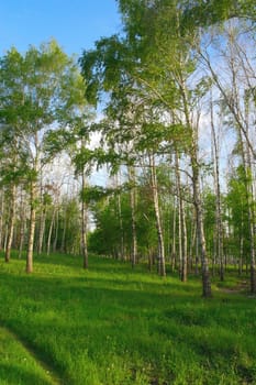 Beautiful summer landscape in birch grove