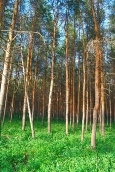 Summer landscape in forest with pines