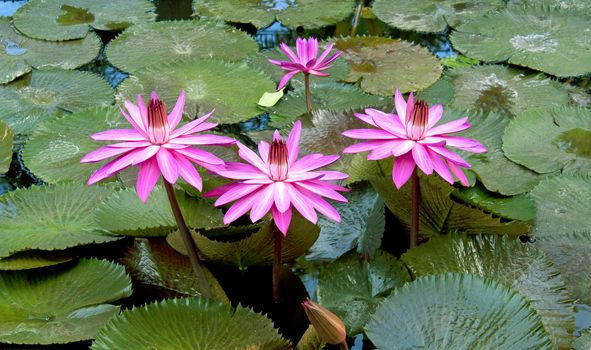 Pink waterlily with large green water leaves