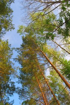 Summer nature with birches and pines on blue sky 