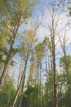 Summer nature with birches on blue sky