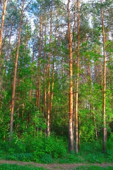 Summer landscape In forest with pines