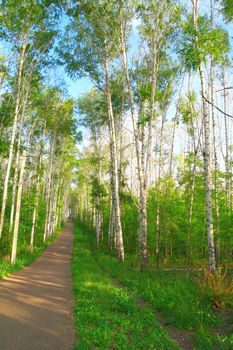 Beautiful summer landscape with footpath in birch grove