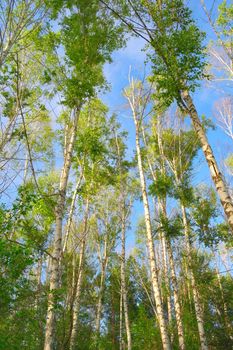 Summer nature with birches on blue sky 