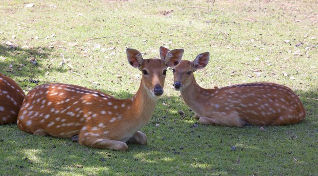 White Tailed Deer Wildlife Animals in Outdoors Nature