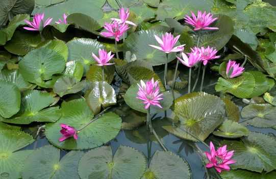 Image of a Lotus Flower On The Water Flowers Blooming Nature.