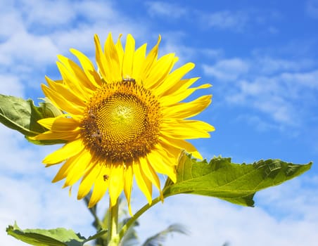 Sunflowers at The Field In Summer Nature.