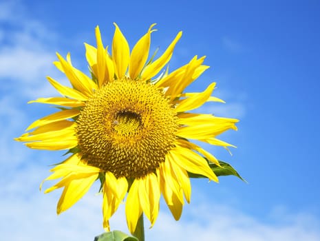 Sunflowers at The Field In Summer Nature.