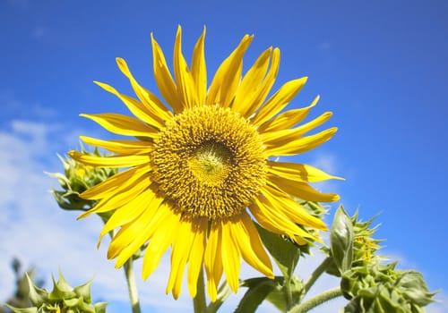 Sunflowers at The Field In Summer Nature.