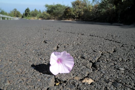 Trumpet Pink Flower on the Asphalt of the Road