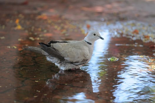 Wet Pigeon on a Small Water Pond